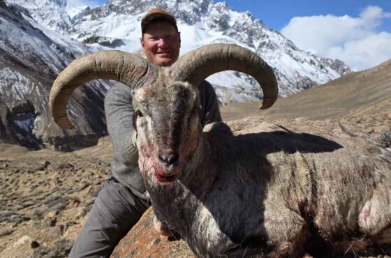 Blue Sheep Safari – March 2026