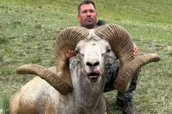 King of Sheep