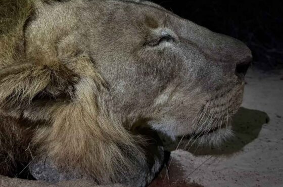 Safari in the Lost World – Niassa