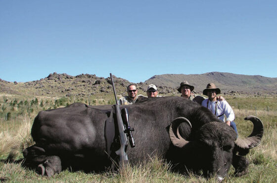 Water Buffalo in Argentina